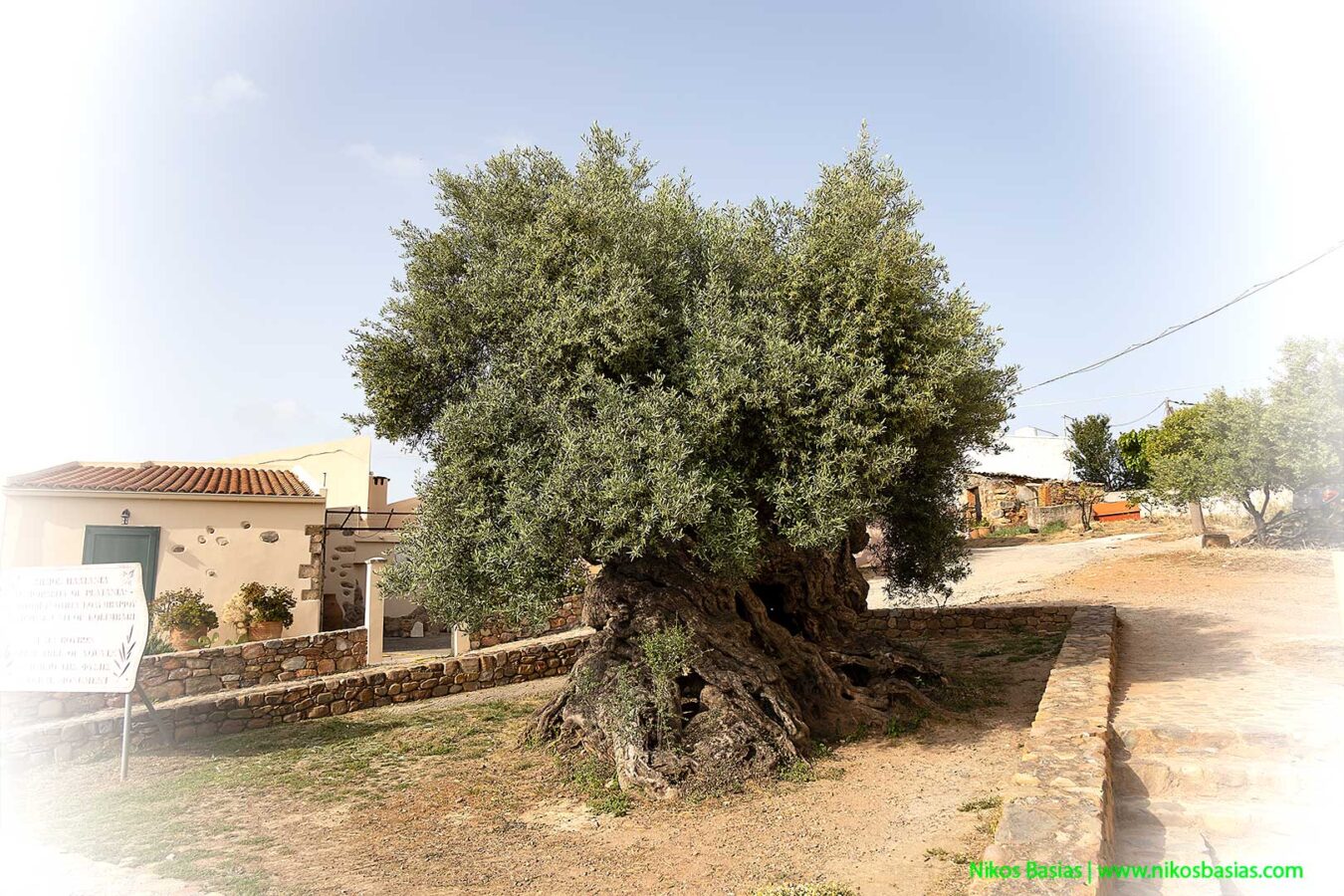 old olive tree at Vouves